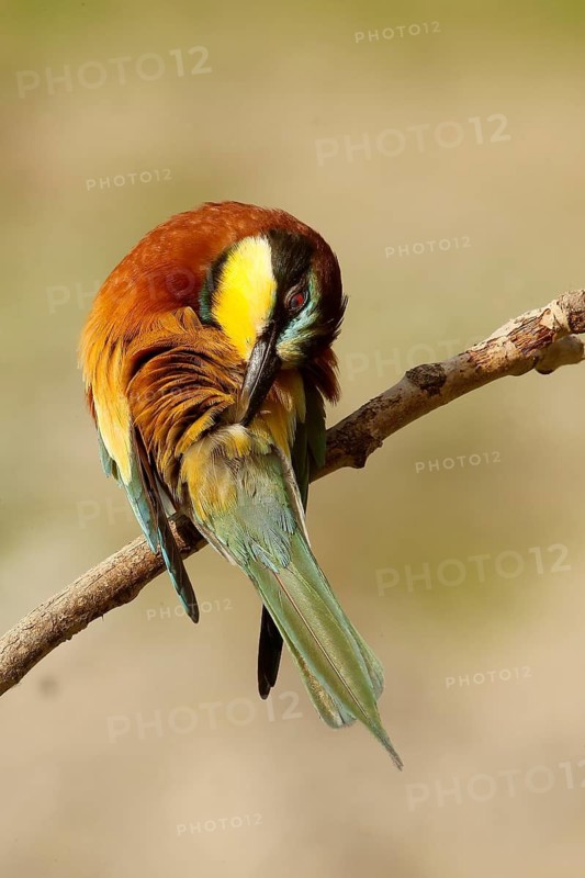 European Bee-eater (Merops apiaster) preening, Piedmont, Italy