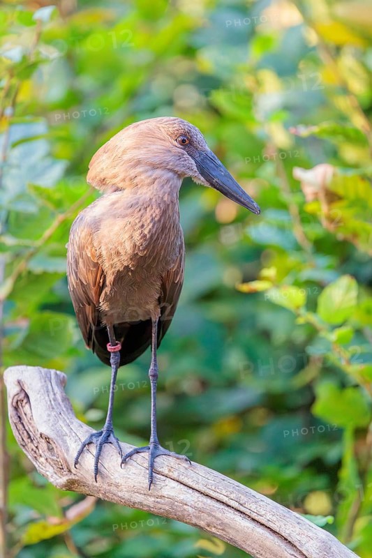 A hamerkop (Scopus umbretta) stands on a branch of a tree. Green vegetation can be seen in the background. Southern half of Africa, Madagascar