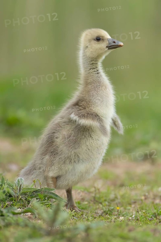 Greylag goose (Anser anser) juvenile baby gosling bird on grassland, England, United Kingdom
