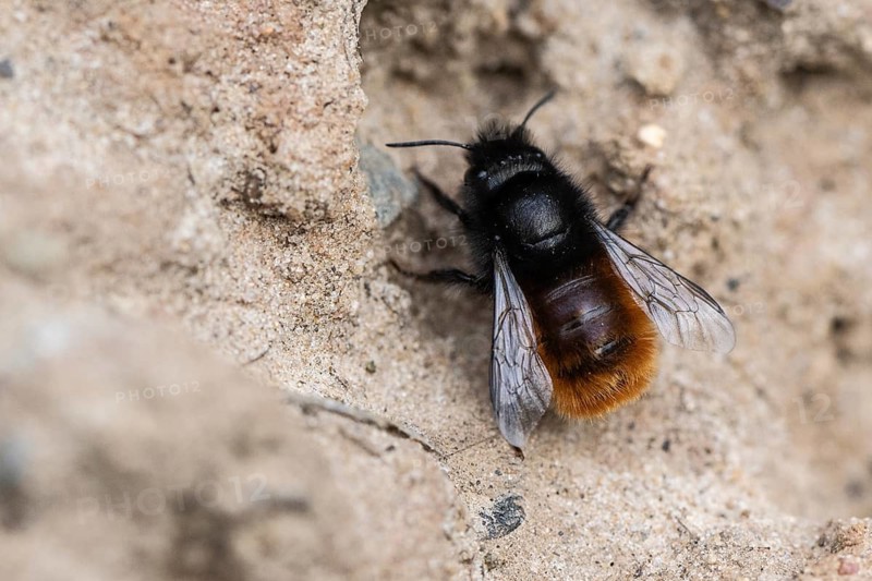 Horned mason bee (Osmia cornuta), Emsland, Lower Saxony, Germany