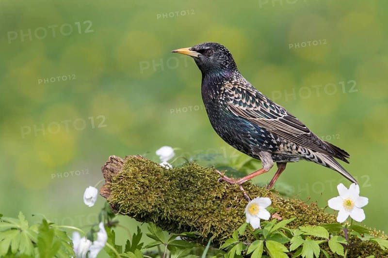 Common Starling (Sturnus vulgaris) perched on an old mossy tree trunk amongst flowers, Poland