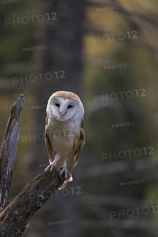One barn owl (Tyto alba) sitting on top of a tree stump.Trees in autumnal colors in the distant background