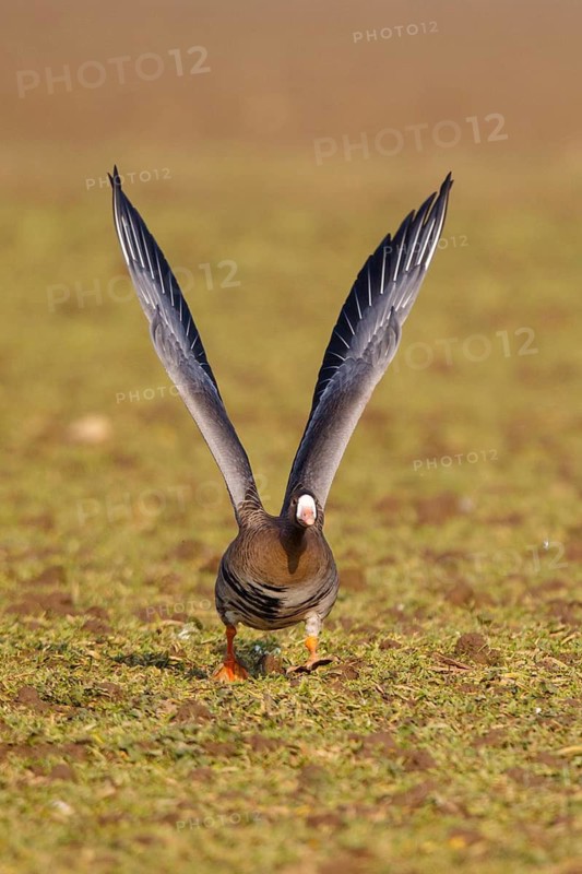 Greater White-fronted Goose (Anser albifrons) taking flight, North Rhine-Westphalia, Germany