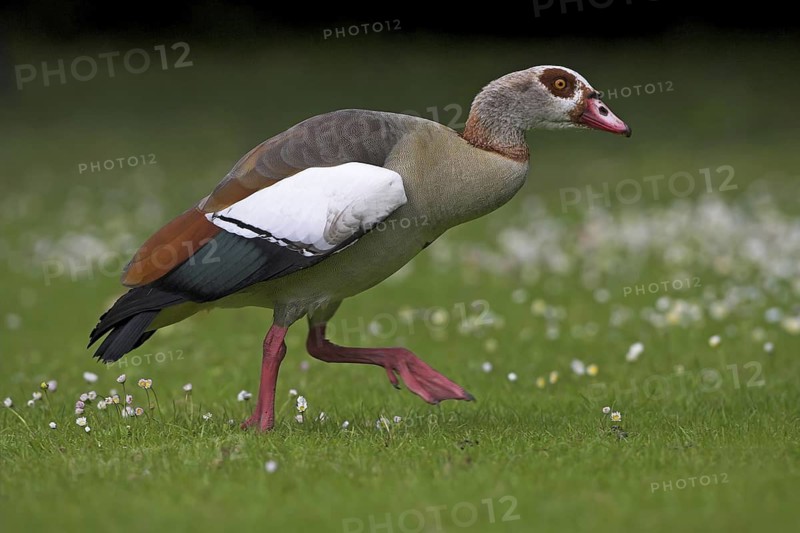 Egyptian Goose (Alopochen aegyptiaca), Baden-Wuerttemberg, Germany