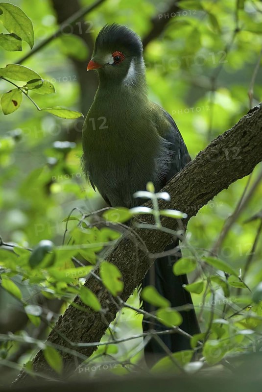 White-cheeked Turaco (Tauraco leucotis leucotis), Ethiopia