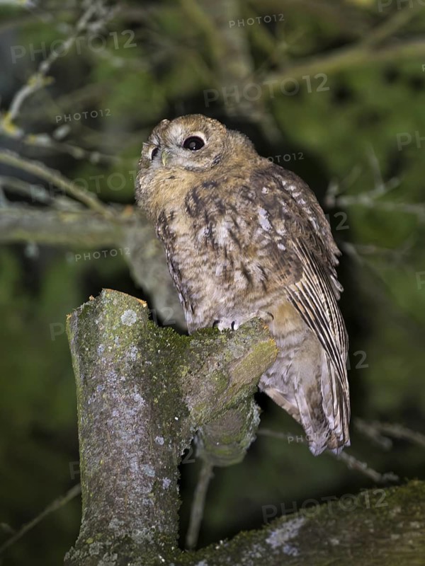 Tawny owl (Strix aluco), Westend Nord, Frankfurt am Main, Hesse, Germany