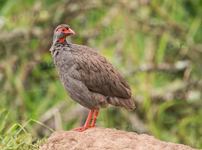 Red-necked Spurfowl (Pternistis afer), Uganda