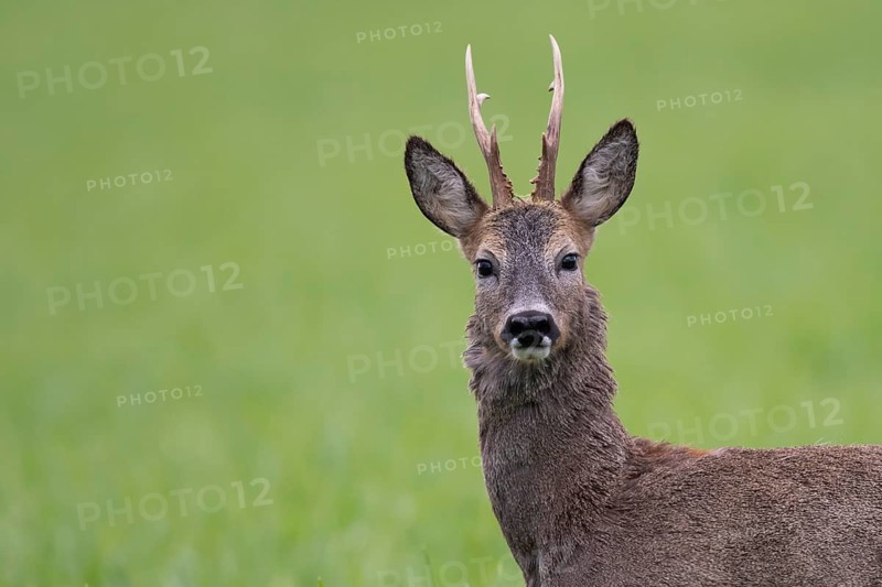 Roebuck (Capreolus capreolus) in winter coat, Vechta, Lower Saxony, Germany
