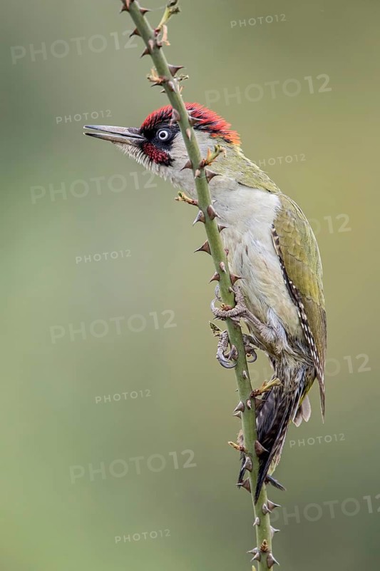 European Green Woodpecker (Picus viridis) male perched on a thorny branch, Saxony-Anhalt, Germany