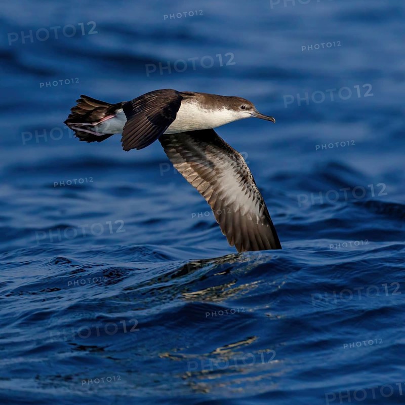 Arabian Shearwater, Persian Shearwater, (Puffinus persicus), family of shearwaters, Off Mirbat, Salalah, Dhofar, Oman