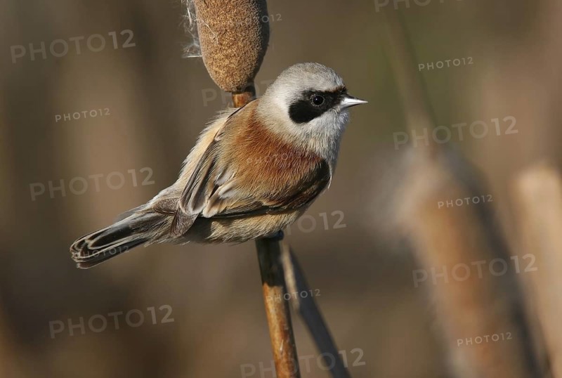 Eurasian Penduline Tit (Remiz pendulinus) male, Lisbon, Portugal