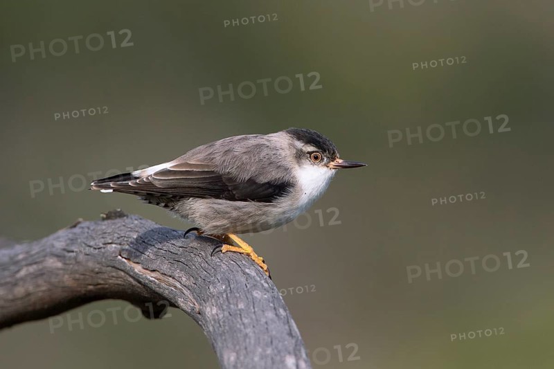 Varied Sittella (Daphoenositta chrysoptera pileata) male, Victoria, Australia