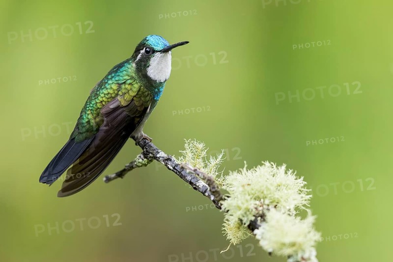 White-throated Mountaingem (Lampornis castaneoventris) perched on a branch in Panama