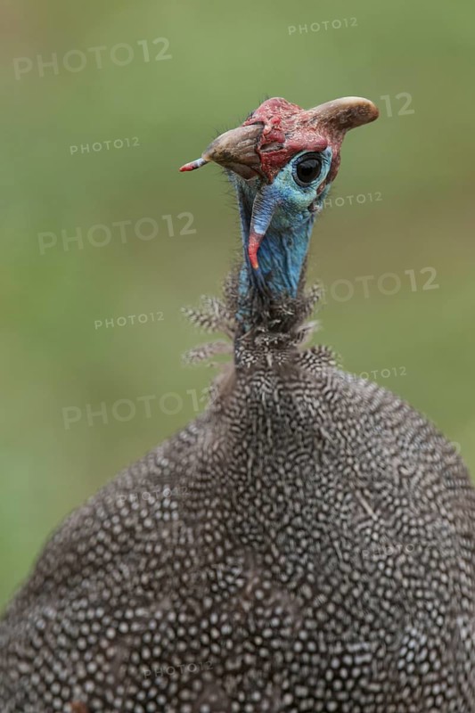 Helmeted Guineafowl (Numida meleagris), Mpumalanga, South Africa
