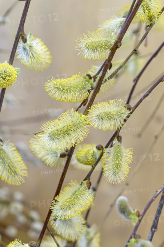 Hanging pussy willow (Salix caprea 'Kilmarnock'), Anchers Havecenter, San Nazarro, Ticino, Switzerland