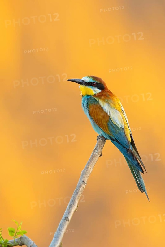 Bee-eater, (Merops apiaster), individual, perch, Bad D¸rkheim district, Rhineland-Palatinate, Germany
