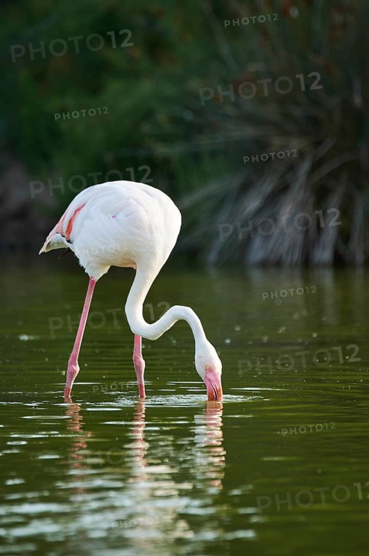 Greater Flamingo (Phoenicopterus roseus) standing in the water, Parc Naturel Regional de Camargue, France