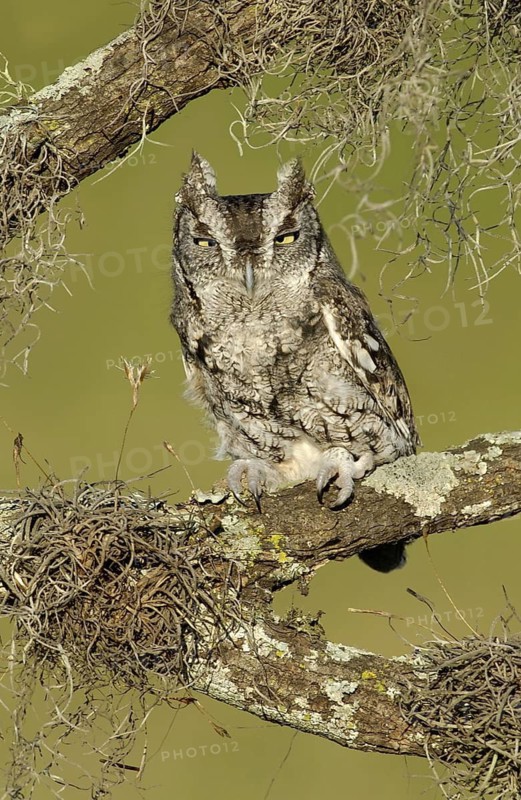 Eastern Screech Owl (Megascops asio), Texas, USA
