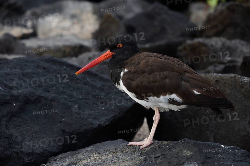 Stunning image of an American oystercatcher standing on rocky terrain in the Galapagos Islands that captures the bird's distinctive black and white plumage and bright red bill