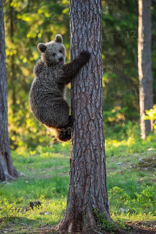 Eurasian Brown Bear (Ursus arctos) climbing tree in forest, Finland