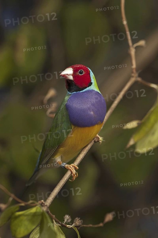 Gouldian Finch (Erythrura gouldiae)