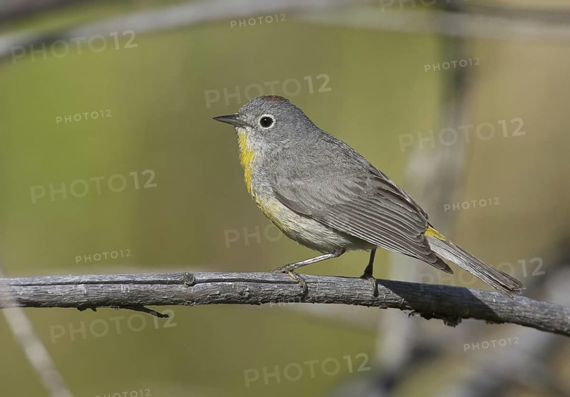 Virginia's Warbler (Leiothlypis virginiae), New Mexico, USA