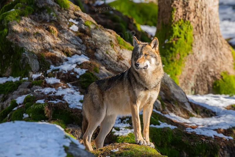 European gray wolf (Canis lupus lupus) standing in a forest in winter, snow, Bavaria, Germany