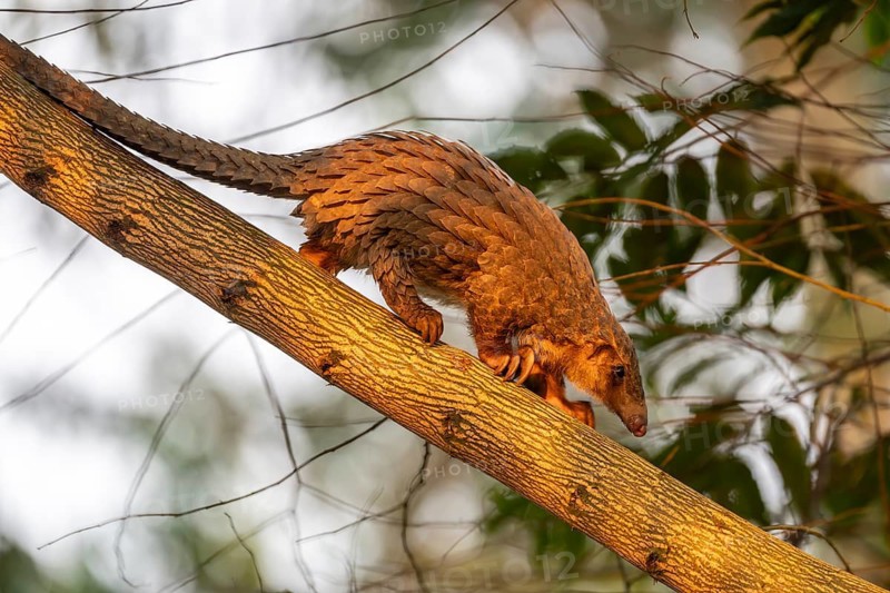 Pangolin climbing a tree, white-bellied pangolin (Phataginus tricuspis, Manis tricuspis), Western Region, Pangolin Rescue Center, Uganda