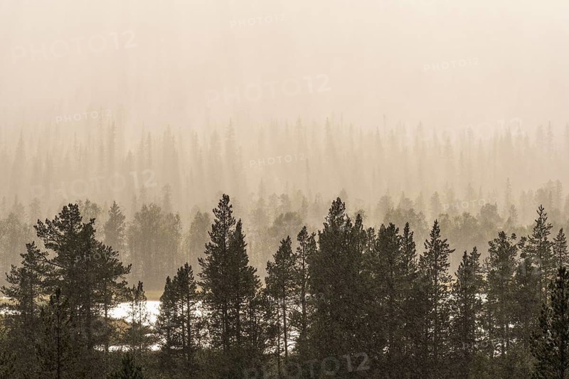 Rain shower over forest area, Gällivare, Norrbotten, Lapland, Sweden, August 2020