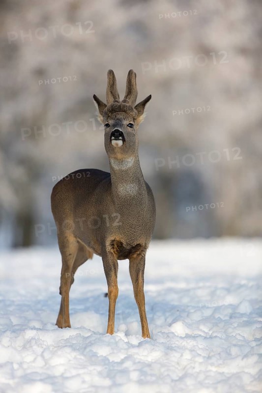 One male Roe Deer, (Capreolus capreolus), walking over a snowy meadow. Snow covered trees in the background