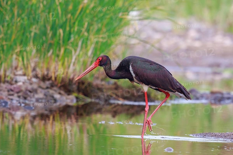 Black Stork (Ciconia nigra) foraging, Greece
