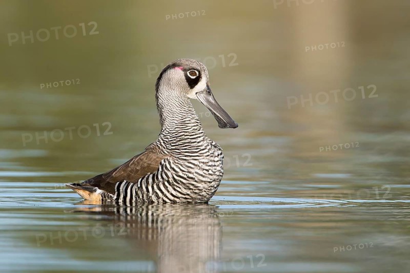 Pink-eared Duck (Malacorhynchus membranaceus), Victoria, Australia