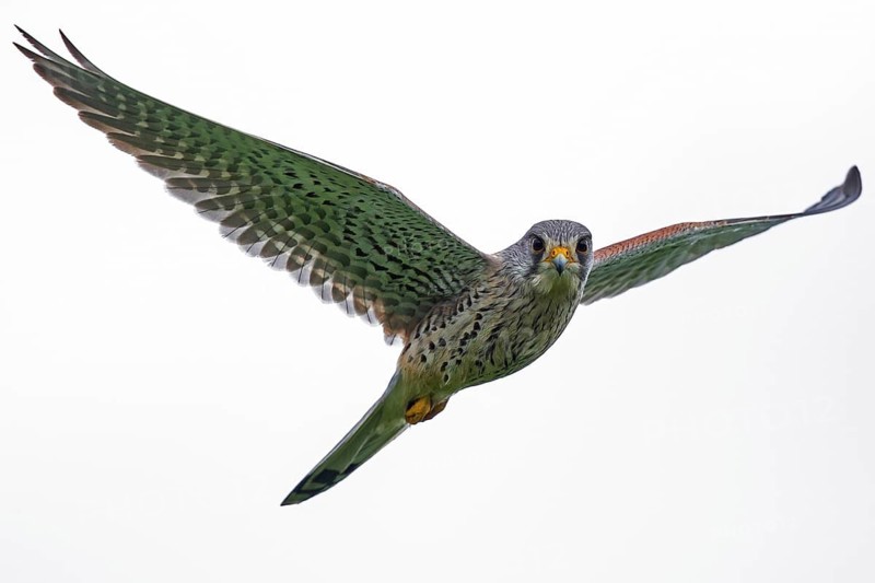 Kestrel (Falco tinnunculus), close-up, flight image of a male flying with outstretched wings in shaking flight looking into the camera, Baden-Württemberg, Germany