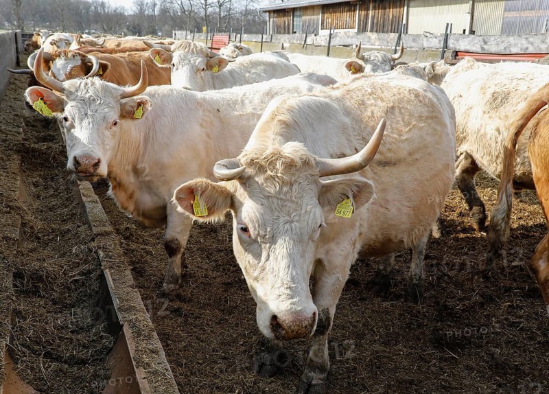 Cattle from the Jahnsfeld organic farm in Brandenburg. The suckler cows graze the surrounding grassland in summer and spend the winter in a playpen with a run out. The fattening pigs also have access to the open air. In addition to rye and wheat, oats and spelt are used as bread and baked cereals on the arable land, Müncheberg, Brandenburg, Germany