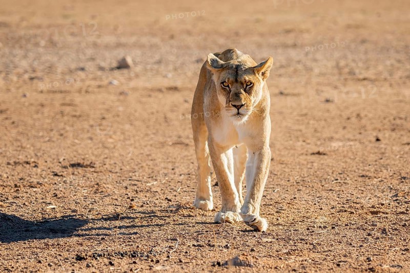 Lioness (Panthera leo) walking on dry ground, Kgalagadi Transfrontier National Park, Northern Cape, South Africa