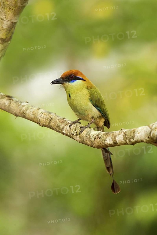 Russet-crowned Motmot Momotus mexicanus El Tuito, Jalisco, Mexico 9 June Adult Momotidae