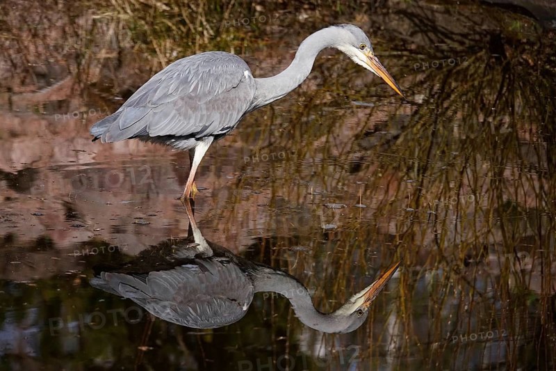 Grey heron in a lake, spring, Germany