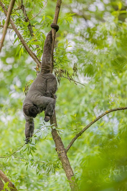 A common woolly monkey, brown woolly monkey, or Humboldt's woolly monkey (Lagothrix lagothricha) climbs in a tree