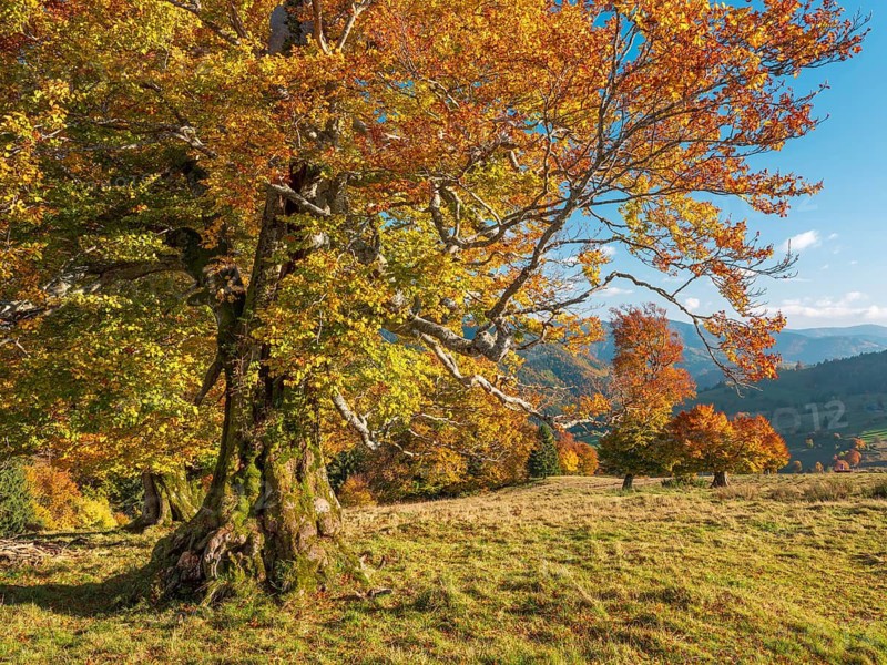 Typical Black Forest landscape with old solitary beech trees in a meadow in autumn under blue sky with fair weather clouds, near Wieden in the Black Forest, Baden-Württemberg, Germany