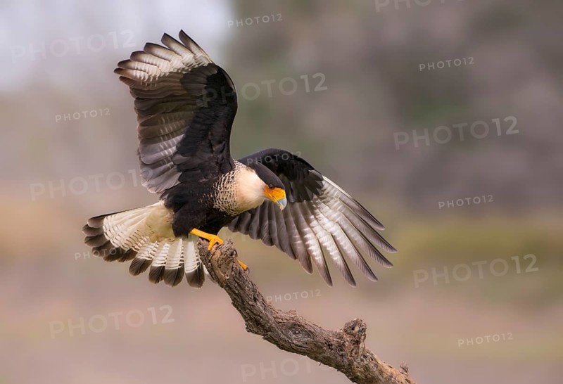 Crested Caracara (Caracara cheriway)