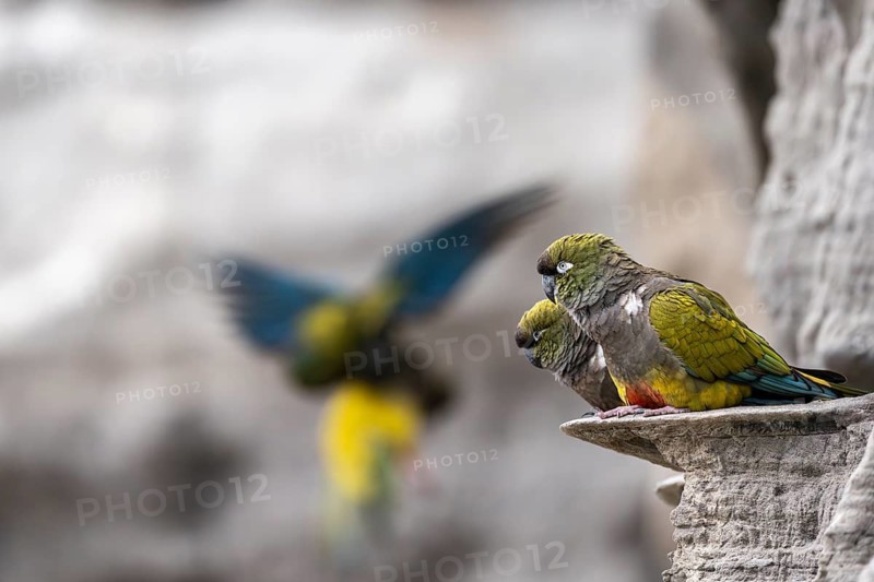 Rock parakeets (Cyanoliseus patagonus), pair sitting on sandstone ledge at breeding colony, another bird approaching, cliff, El Cóndor, Río Negro province, Argentina