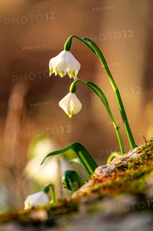 Close-up with blurred background of two blooming spring knotweed flowers (Leucojum vernum), also known as marsh marigold, behind a moss-covered stone in a forest, Lower Saxony, Germany