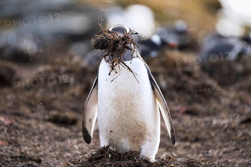 Gentoo penguin (Pygoscelis papua) carrying grass nesting material in its beak, colony in the background, South Georgia, South Georgia and the South Sandwich Islands