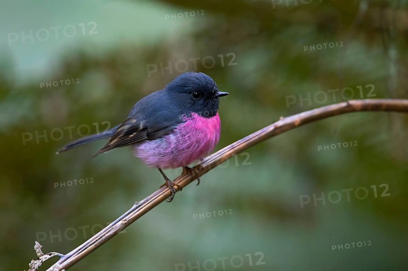 Pink Robin (Petroica rodinogaster) male perched on a branch, Victoria, Australia