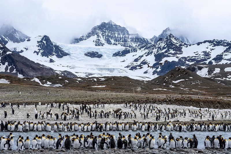 King penguins (Aptenodytes patagonicus), large colony on river banks in front of snow-covered mountains and glaciers, St. Andrews Bay, South Georgia