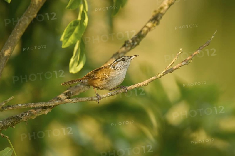 Sinaloa Wren Pheugopedius sinaloa El Tuito, Jalisco, Mexico 10 June Adult Troglodytidae Formerly Thryothorus sinaloa