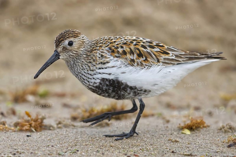 Dunlin (Calidris alpina) foraging, North Rhine-Westphalia, Germany