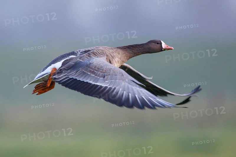 Greater White-fronted Goose (Anser albifrons) flying, North Rhine-Westphalia, Germany