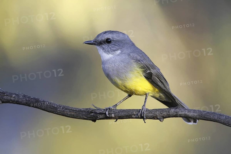 Western Yellow Robin (Eopsaltria griseogularis), South Australia, Australia