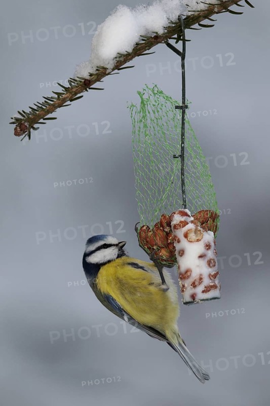 Eurasian Blue Tit (Cyanistes caeruleus), Mecklenburg-Western Pomerania, Germany